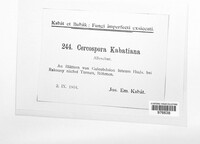 Cercospora kabatiana image